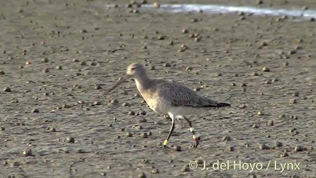 Bar-tailed Godwit (Siberian) - ML201444311