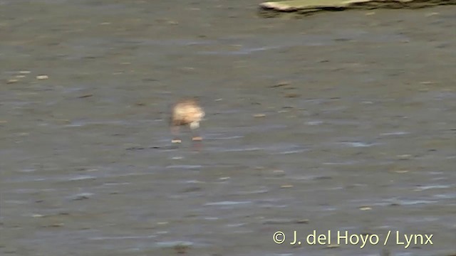 Bar-tailed Godwit (Siberian) - ML201444321