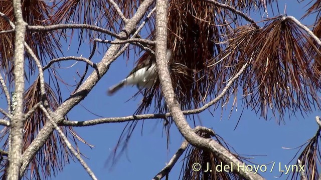 Gray Gerygone - ML201444351