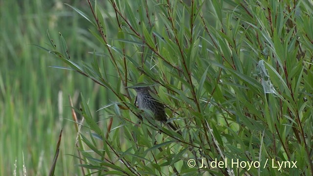 New Zealand Fernbird (New Zealand) - ML201444381