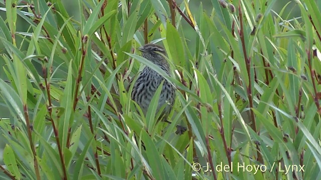 シダセッカ（punctatus グループ） - ML201444391