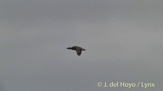 Barnacla Carinegra (nigricans) - ML201444491