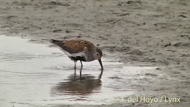 Dunlin (pacifica/arcticola) - ML201444511