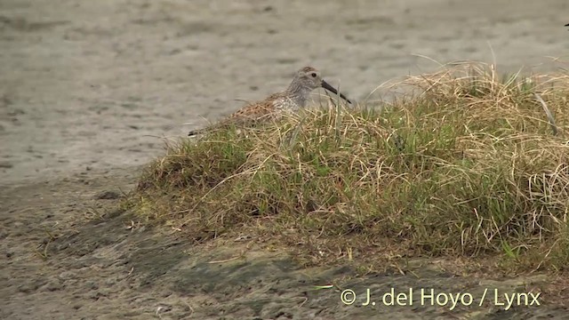 Dunlin (pacifica/arcticola) - ML201444521