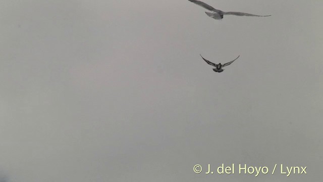 Short-billed Gull - ML201444541