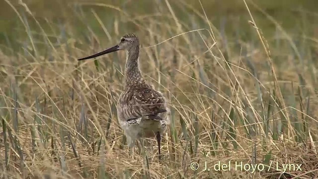 Bar-tailed Godwit (Siberian) - ML201444551