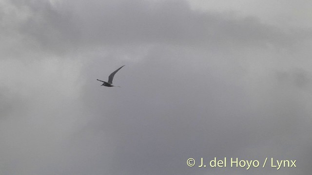 Arctic Tern - ML201444561