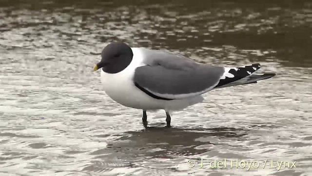 Sabine's Gull - ML201444571