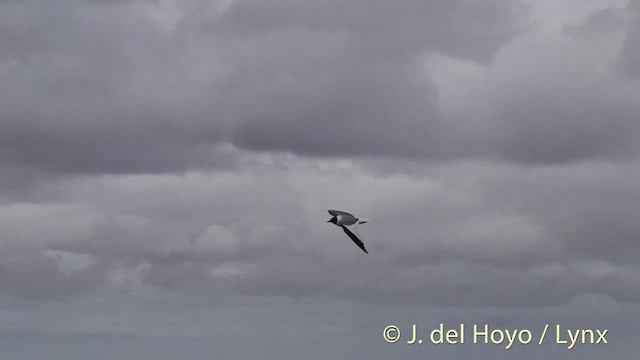 Sabine's Gull - ML201444591