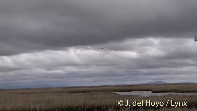 Sabine's Gull - ML201444601