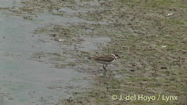 小環頸鴴(curonicus) - ML201444671