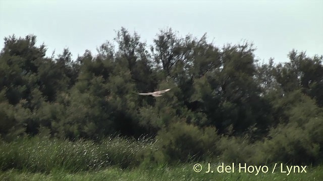 Western Marsh Harrier - ML201444701