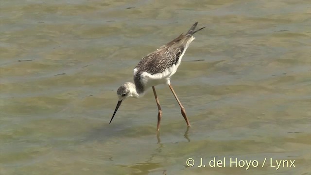 Cigüeñuela Común - ML201444731