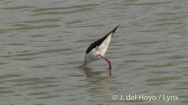 Black-winged Stilt - ML201444751