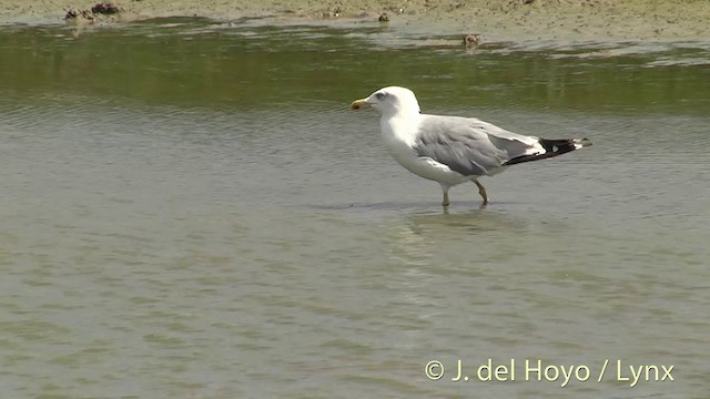 Yellow-legged Gull (michahellis) - ML201444781