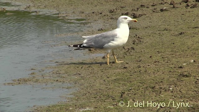 Yellow-legged Gull (michahellis) - ML201444801