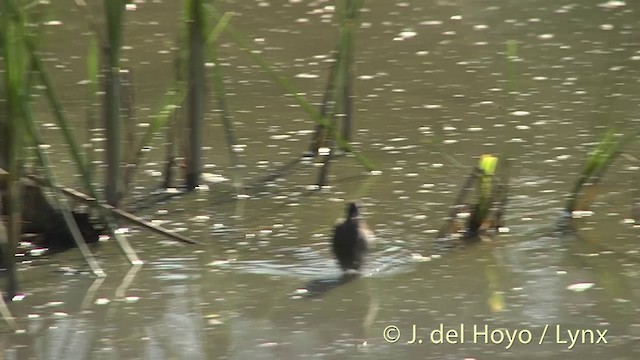 Water Rail - ML201444821