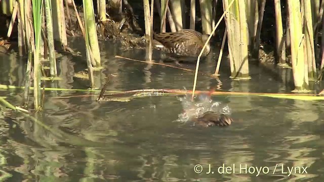 Water Rail - ML201444841