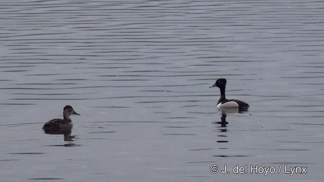 Ring-necked Duck - ML201445081