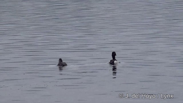 Murgilari lepokoduna - ML201445091
