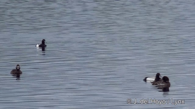 Greater Scaup - ML201445101