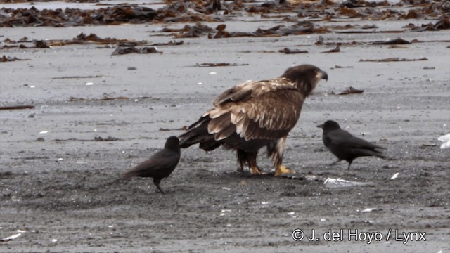 American Crow - ML201445131