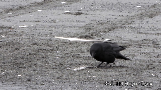 American Crow - ML201445161