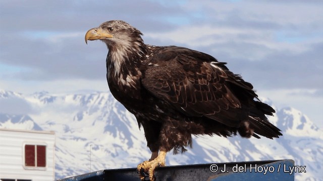 Bald Eagle - ML201445181