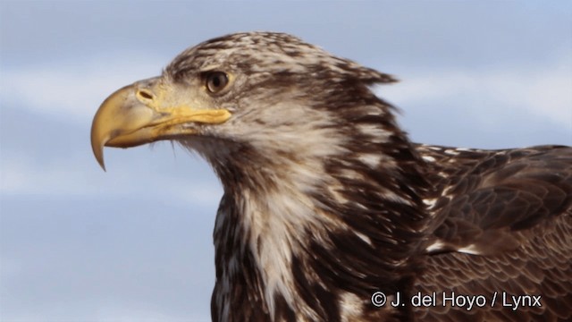 Bald Eagle - ML201445191