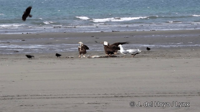 Bald Eagle - ML201445201