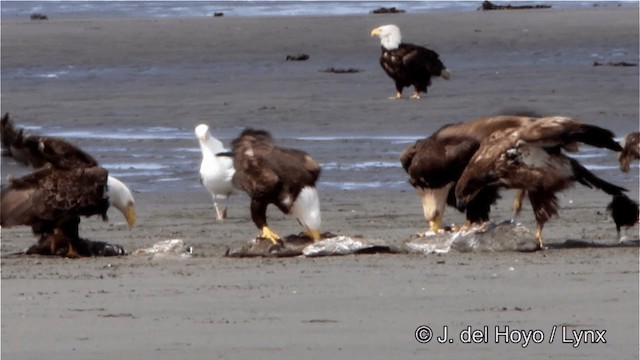 Bald Eagle - ML201445221