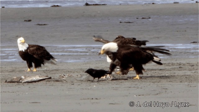 Bald Eagle - ML201445231