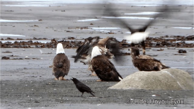 Bald Eagle - ML201445241