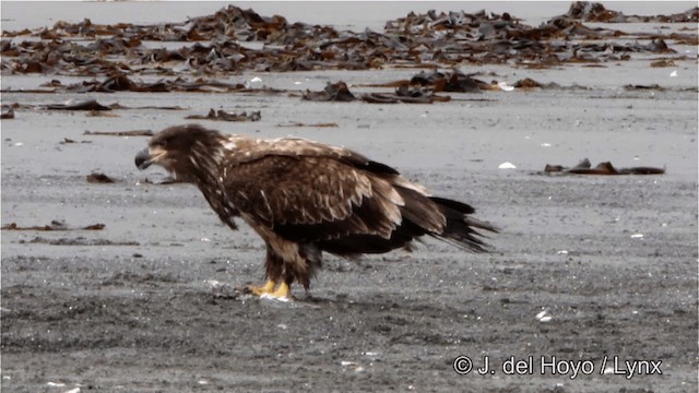 Bald Eagle - ML201445251