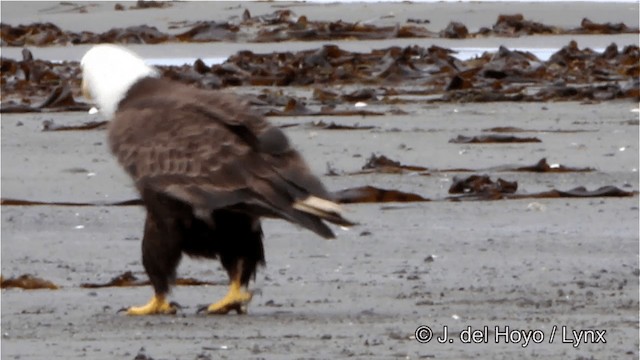 Bald Eagle - ML201445261