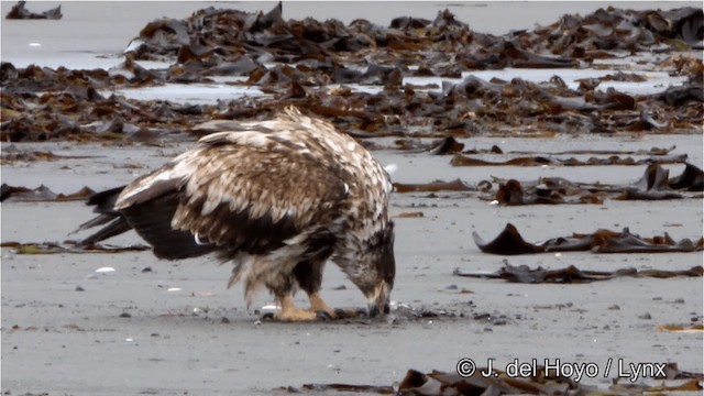 Bald Eagle - ML201445271