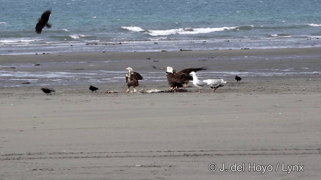 Glaucous-winged Gull - ML201445281