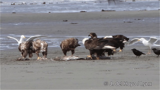 Glaucous-winged Gull - ML201445291