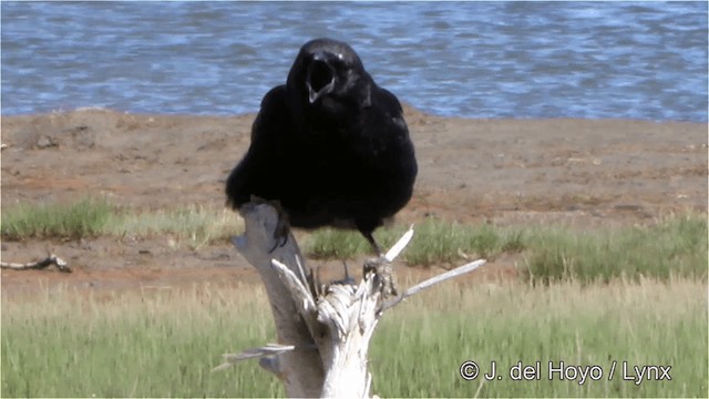 American Crow - ML201445311