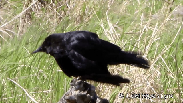 American Crow - ML201445321