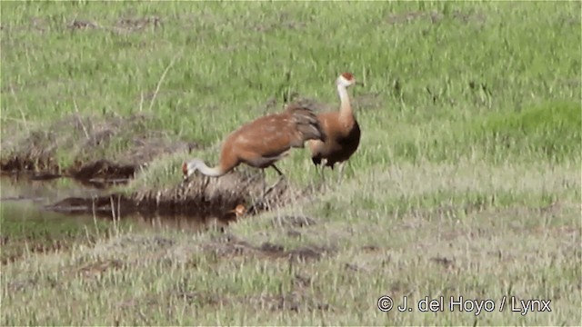 Sandhill Crane (canadensis) - ML201445341