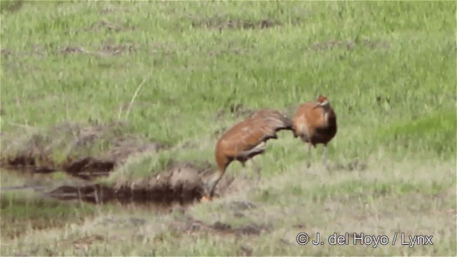 Sandhill Crane (canadensis) - ML201445351