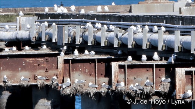 Black-legged Kittiwake (pollicaris) - ML201445411