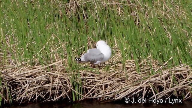 Short-billed Gull - ML201445421