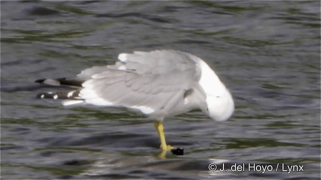 Short-billed Gull - ML201445431