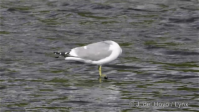 Short-billed Gull - ML201445441