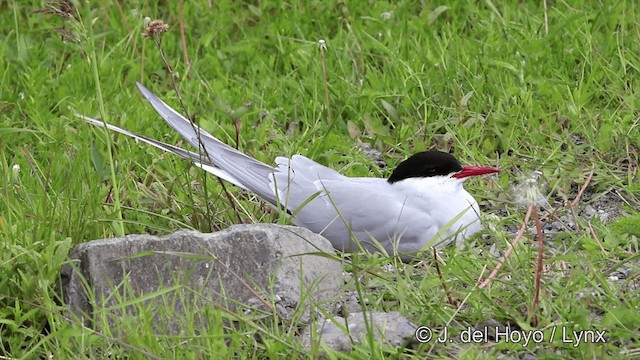 Arctic Tern - ML201445451