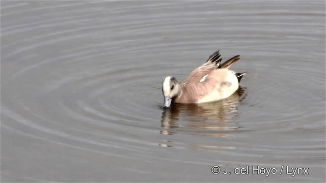 American Wigeon - ML201445461