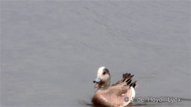 American Wigeon - ML201445471