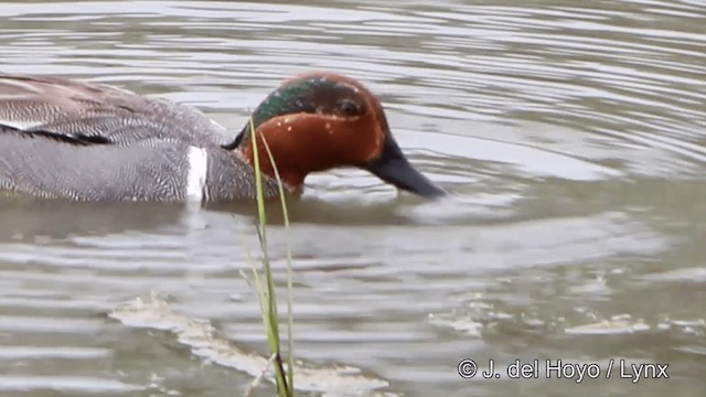 Green-winged Teal (American) - ML201445521